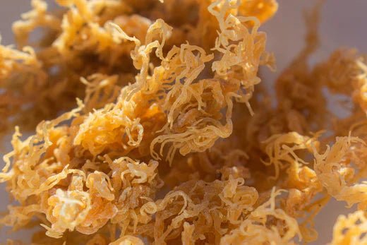 The 7 Surprising Health Benefits of Irish Sea Moss
