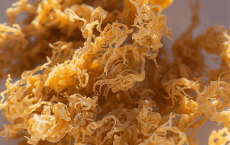 The Surprising Health Benefits of Irish Sea Moss