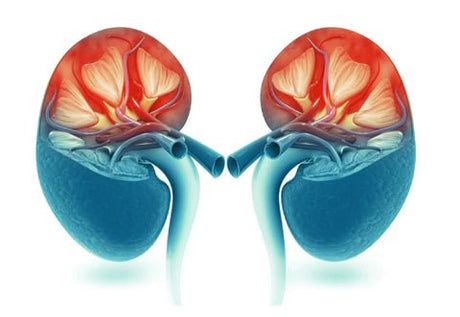 Kidneys and Kidney Disease: Keeping Your Kidneys and Body Healthy