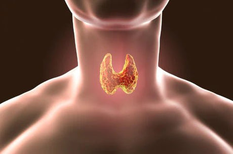 Understanding The Mysterious Thyroid Gland (and Diseases)